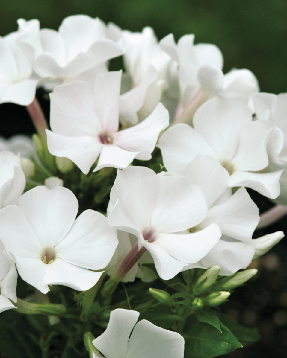 Flame White - Dwarf Garden Phlox - Phlox paniculata | Proven Winners