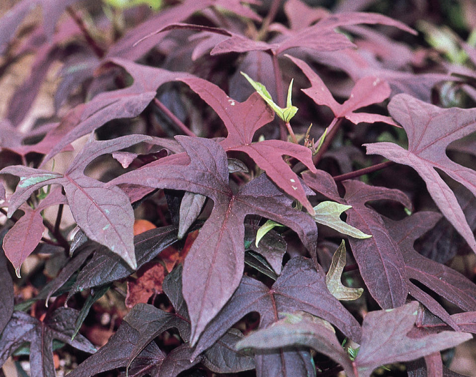 Blackie Sweet Potato Vine Ipomoea Batatas Proven Winners Zoom