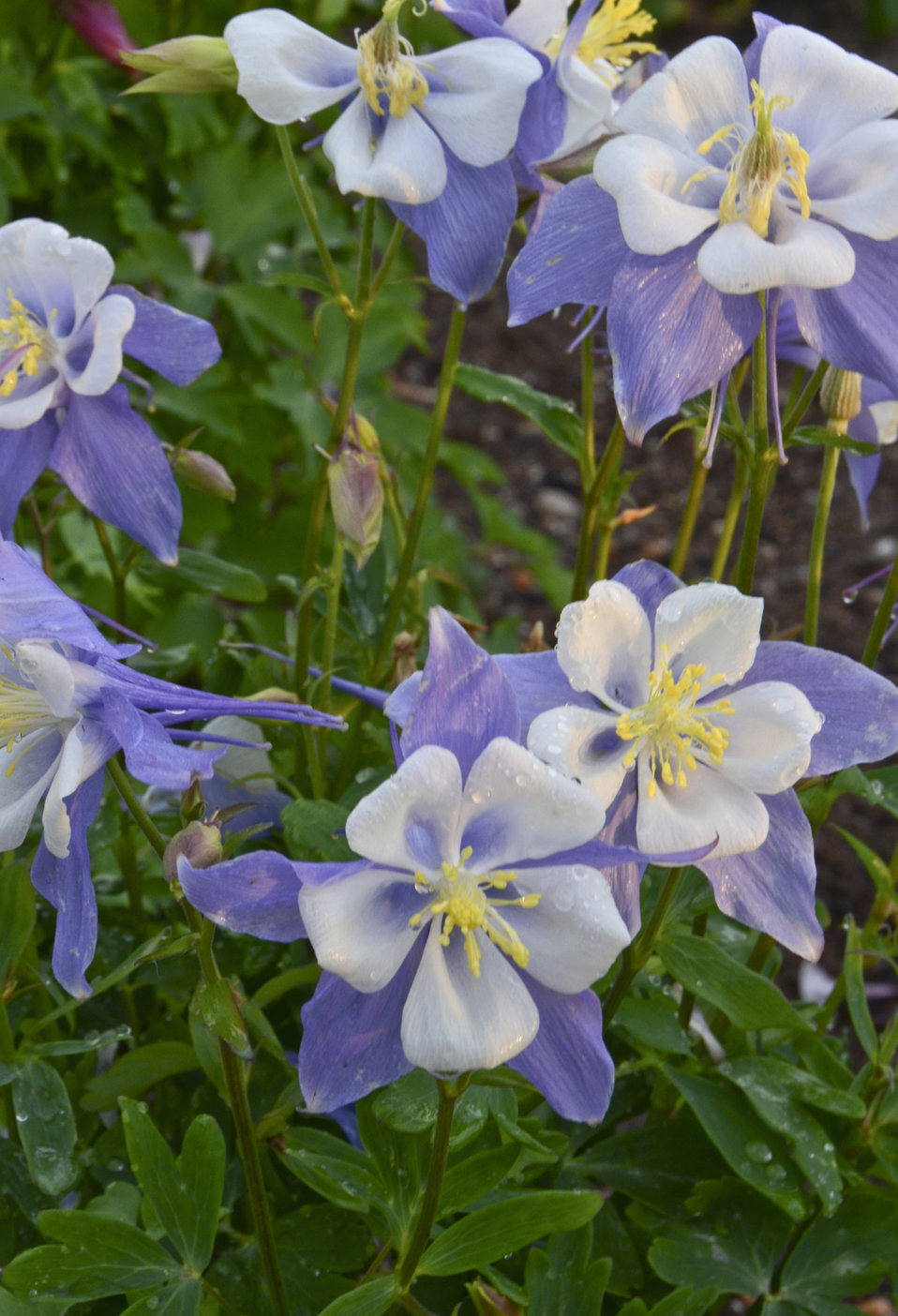 Songbird �Blue Bird� Columbine Aquilegia hybrid