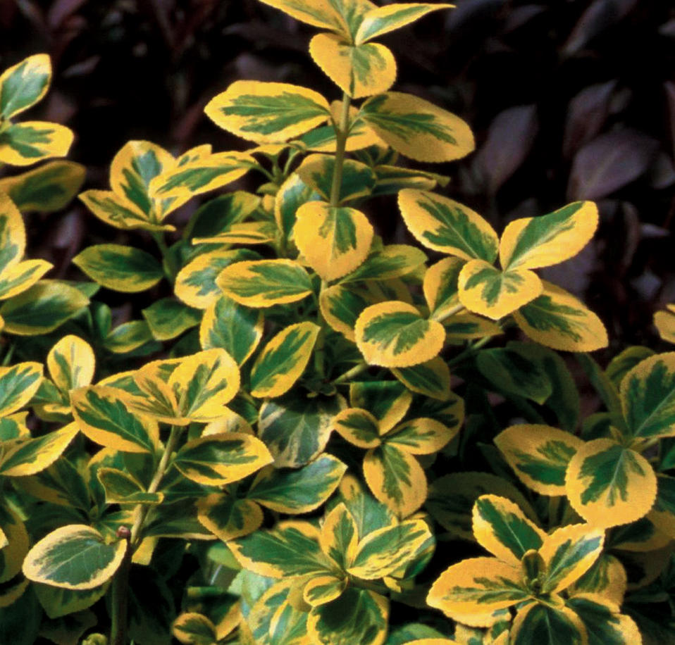 Gold Splash® Wintercreeper Euonymus fortunei Proven