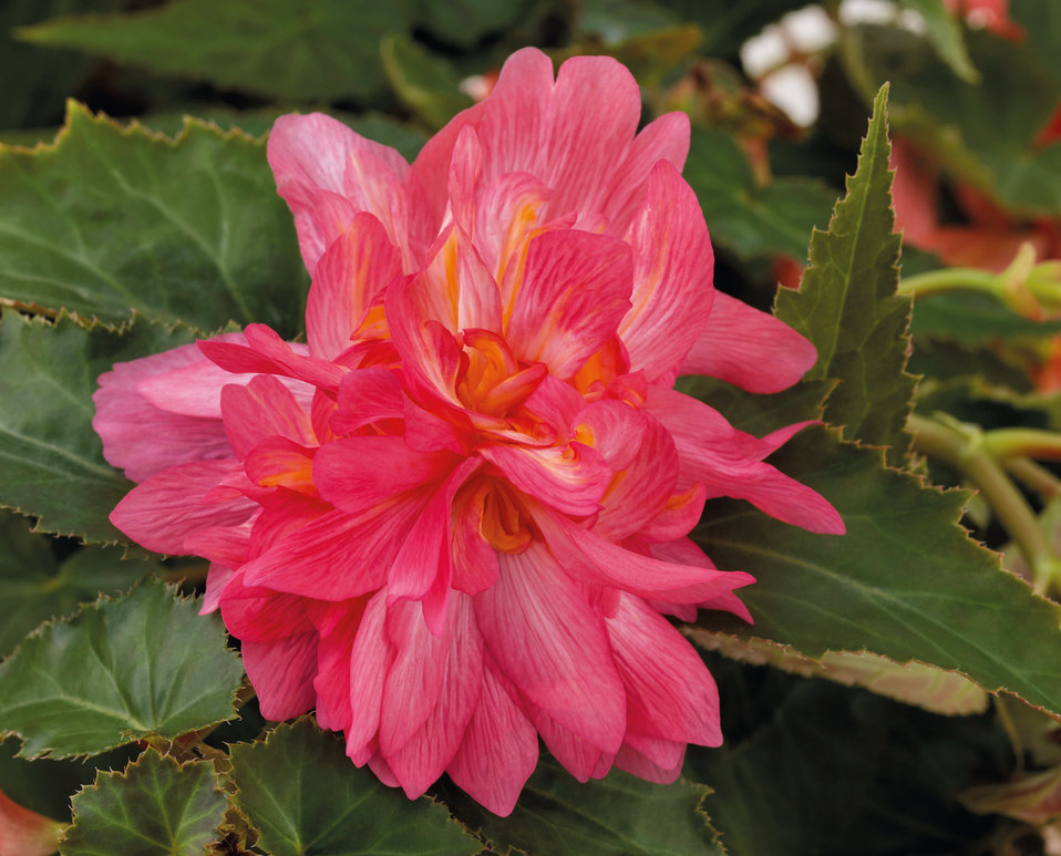 Funky 174 Pink Begonia X Hybrida Proven Winners