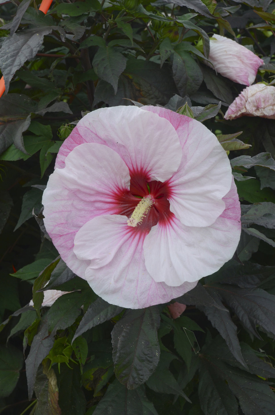 Summerific® 'Perfect Storm' - Rose Mallow - Hibiscus hybrid | Proven