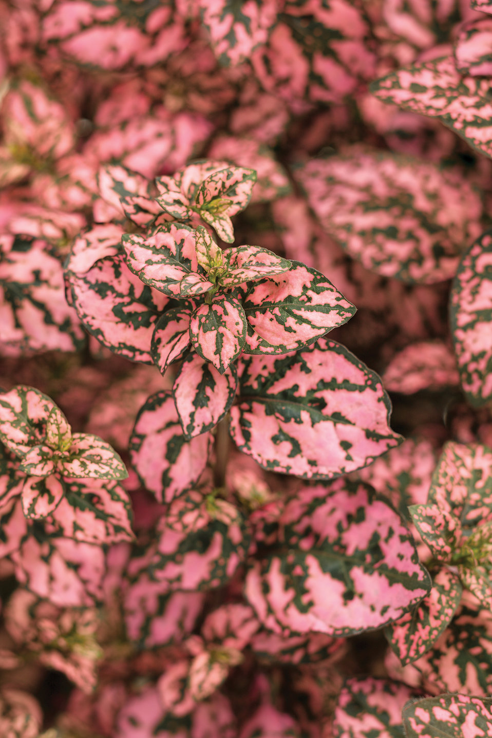 Hippo® Pink Polka Dot Plant Hypoestes phyllostachya Hippo® Pink Polka Dot Plant Hypoestes phyllostachya