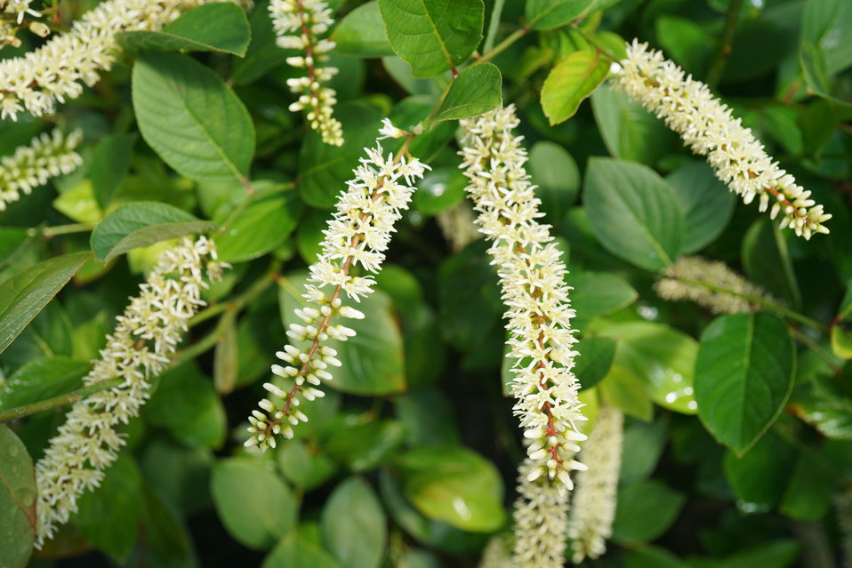 Scentlandia™ Sweetspire Itea virginica Proven Winners