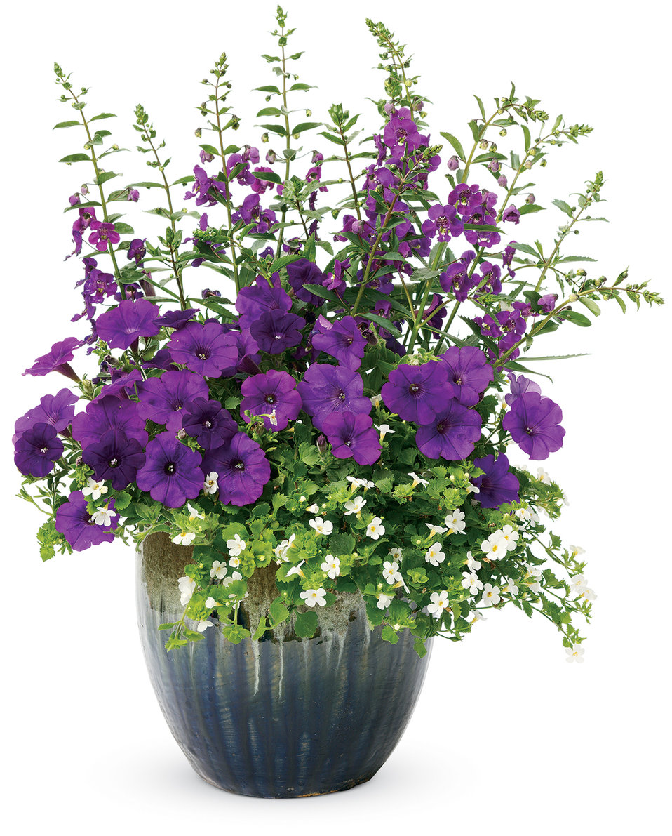 Images for Snowstorm® Giant Snowflake® Bacopa Sutera cordata