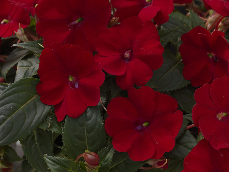 SunPatiens® Compact Red - Impatiens x hybrida | Proven Winners