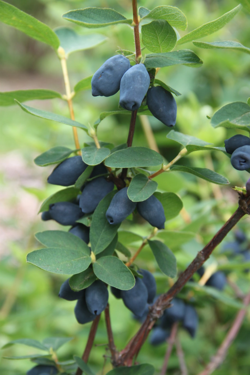 Yezberry Honey Bunch® - Japanese Haskap - Lonicera caerulea | Proven