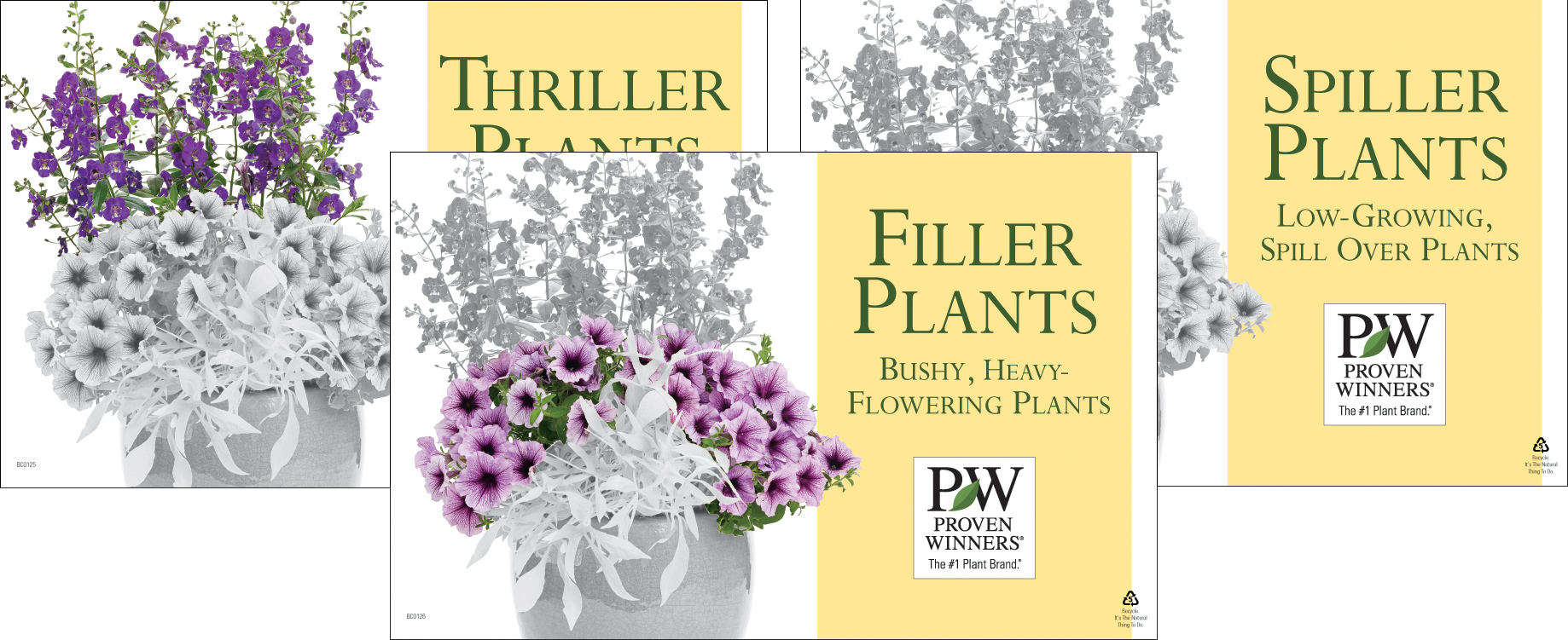 Thriller/Filler/Spiller Plants Set of 3 11x7