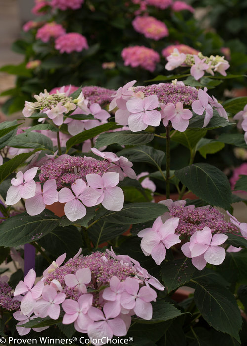 Lets Dance Diva! Hydrangea Proven Winners photo